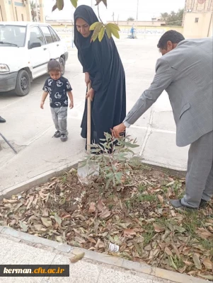 کاشت تعدادی نهال درخت اکالیپتوس در مرکز جیرفت 